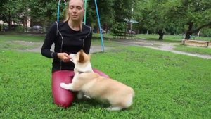 Что самое главное в дрессировке щенка? Как правильно дрессировать щенка?