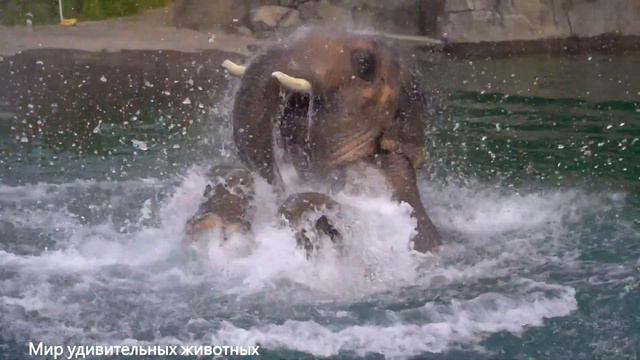 Тайны и удивительные факты о слонах #слон #удивительныживотные смотреть онлайн