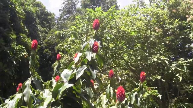 Wiersze dla Ciebie. Trzeci i Drugi Sonet (miłosny) Adama Mickiewicza смотреть онлайн