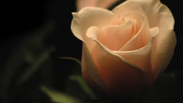 M A R H A B A -   Performed on Piano by      Fouad EL KAROUT смотреть онлайн