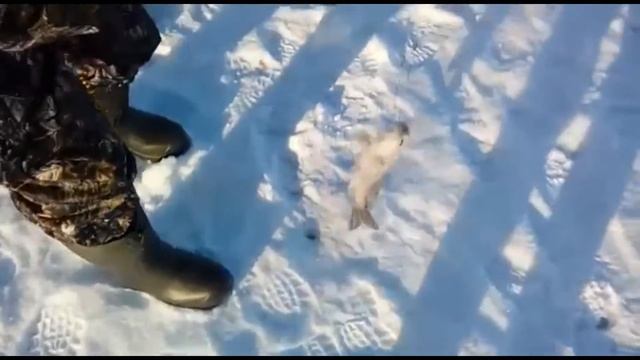 В минус 30 градусов , ловля щуки на р. Чаган смотреть онлайн