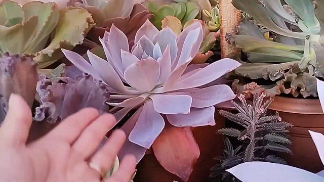 respondendo a inscritos 😉 dicas de cultivo da echeveria afterglow e a echeveria perle. смотреть онлайн