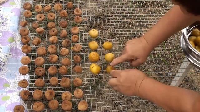 Orqanik Əncir Qurusu / Сушеный инжир. Bakı bağları ənciri. смотреть онлайн