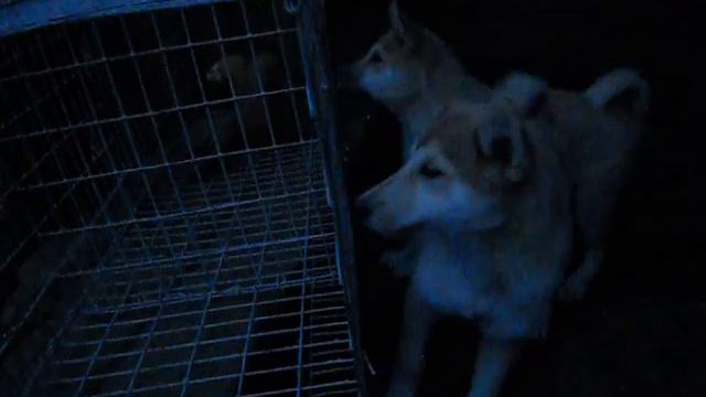 Собаки П.Н. смотреть онлайн