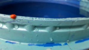 Божьи коровки