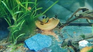 Апистограмма Рамирези: разведение, содержание.