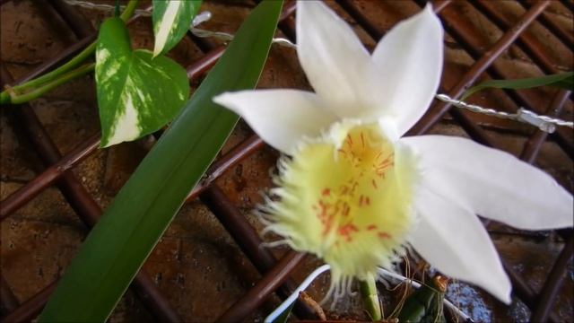 Floración Orquídea Pleione Formosana смотреть онлайн