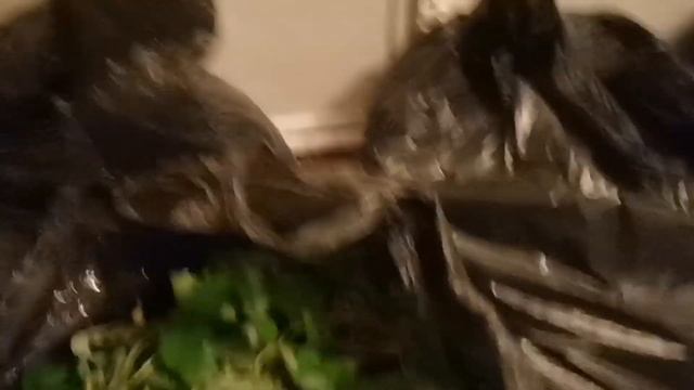 Загатавливаем "МИНИТРЕЙ" клубники на Весну! смотреть онлайн