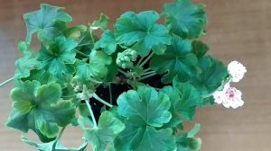 Лучшие сортовые пеларгонии.Идеальная пестролистная пеларгония Odensjö Made in Sweden.Первое цветени