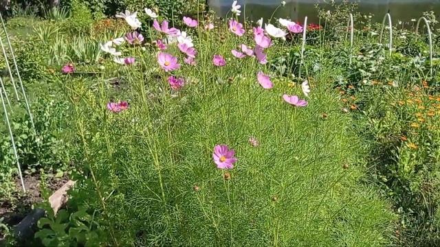 ОБЗОР САДА. Красивый сад 04.07.2021 #сад смотреть онлайн