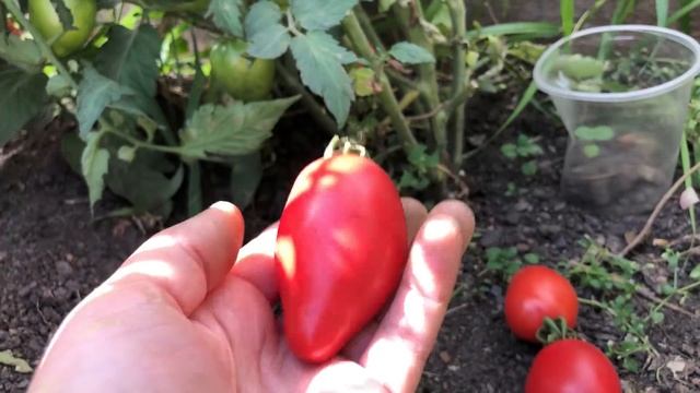 Лучшие сорта томатов для открытого грунта. Потрясающая урожайность.