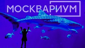МОСКВАРИУМ - ОКЕАН В ГОРОДЕ, ОБИТАТЕЛИ, ЦЕНЫ. КАРТА ПОДВОХА