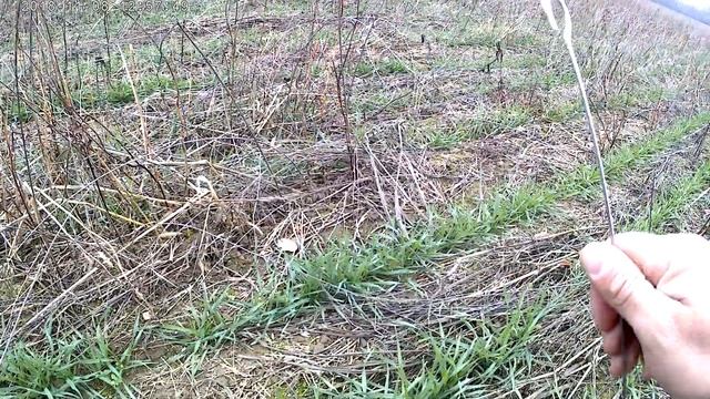 посев оз пшеницы в сидерат на 8 11 18 смотреть онлайн