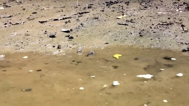 Рыбки-амфибии ходят по берегу на плавниках смотреть онлайн