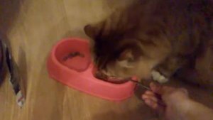 Учебное пособие. Как покормить кота =)