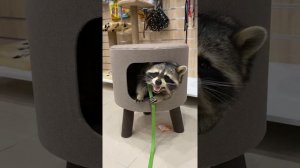 Енот Тёма устроил погром в зоомагазине