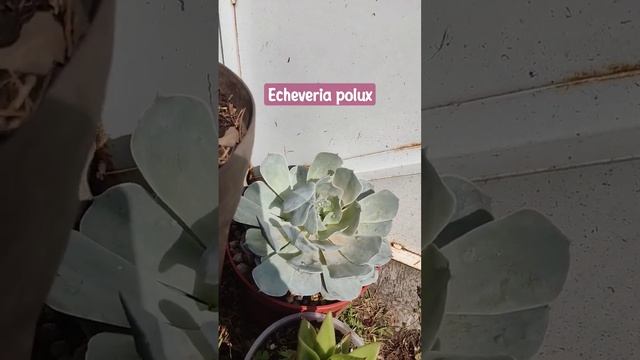 ECHEVERIA POLLUX. HOJAS CAIDAS POR FRIO Y SOMBRA. #jardinería #jardin #suculentas #macetas