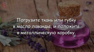 Как Избавиться от МУХ в ДОМЕ. Рецепты и ЛОВУШКИ