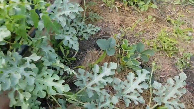 Как растут наши арбузы! И как мы спасаемся от жары,! смотреть онлайн