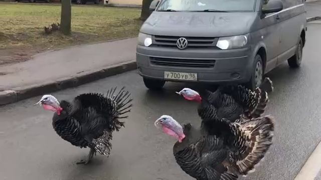 Индюки в Пушкине грубо нарушили ПДД и накричали на водителей