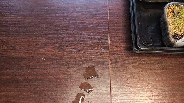 Przegląd rozsady na parapetach 🍆🥒🌽. Pierwsze rozsady na nowy sezon 🌽🥒🍆 Jak kiełkują nasiona ? смотреть онлайн