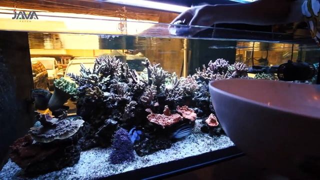 SPS TANK WARNANYA MAKIN TADJEM | INI DIA RAHASIANYA смотреть онлайн