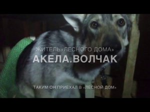 Волк.Волчак.Акела.С Вами кинолог Наталья Севостьянова