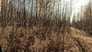 Охота на рябчика в Забайкалье октябрь 2023г.