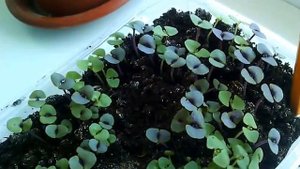 Выращивание базилика дома на подоконнике. Базилик в домашних условиях