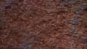 Пылевые клещи на матрасах! Под микроскопом!