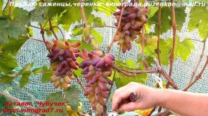 Виноград КАРНАВАЛ - новинка  с красивыми длинными ягодами и интересным окрасом (Пузенко Наталья)