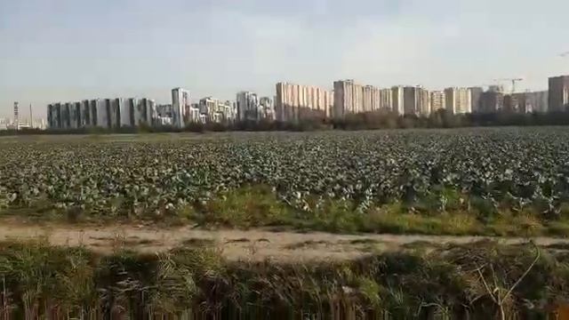 капуста в городе ? велопокатушки около Питера ? теплая осень ? смотреть онлайн