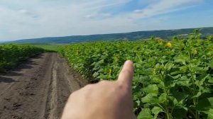 Подсолнечник No-Till сплошным посевом - сравнение Turbosem и Cross Slot