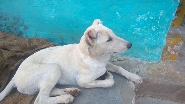 Dogs Ears and Tail has cut by villagers as a Traditional Practice, Vikarabad, Telangana смотреть онлайн