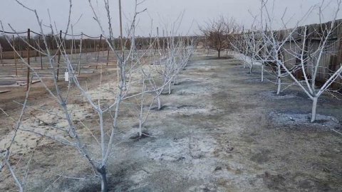 Обработка Сада Бордовской жидкостью