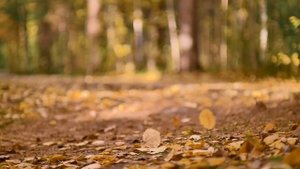 Андрей Яшин - Снова ветер и дождь ( feat Оносов Project ) 2024