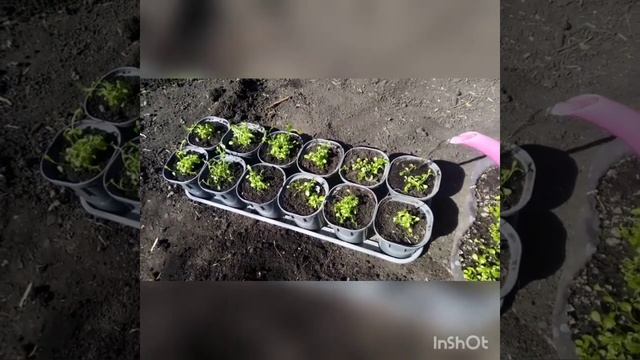 3 мая 2020. Сею капусту. Лёгкий ужин по деревенски. смотреть онлайн