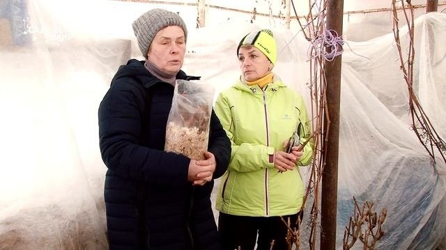 Как размножать виноград черенками