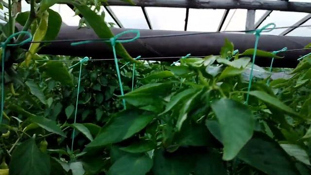 Выращивание острого перца. Ранние сорта перца смотреть онлайн