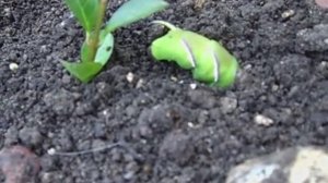 Hawkmoth Burial - Prior to its full Pupation process