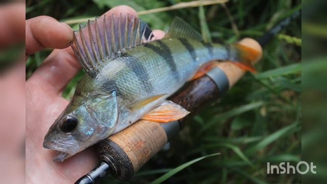 Мормышинг. Особенности ловли на мелкие приманки. Что такое мормышинг. Как ловить?