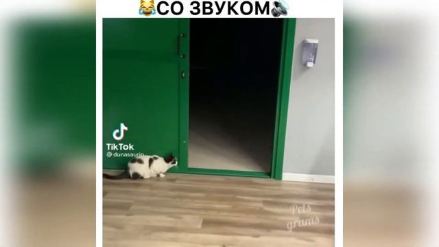 Я РЖАЛ ПОЛ ЧАСА , СМЕШНЫЕ ЖИВОТНЫЕ , ПРИКОЛЫ С КОТАМИ И СОБАКАМИ, ЛУЧШИЕ ПРИКОЛЫ, Funny Pets #5