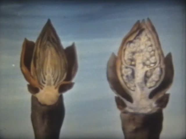 Биология. Строение и жизнедеятельность растений. Строение растительной почки смотреть онлайн