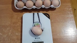 Вес яйца от молодок Билефельдеров.
