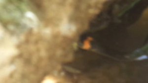 Водяной уж в пруду#2