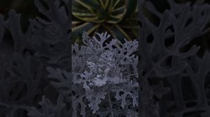 Цинерария - однолетний цветок