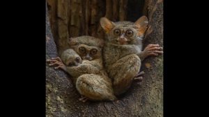 Как рисовать сухой пастелью.Часть 1