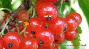 Смородина красная Ненаглядная (nenaglyadnaya) ? обзор: как сажать, саженцы смородины Ненаглядная
