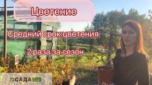 ОБЗОР ВЕЙГЕЛА РЕД ПРИНЦ