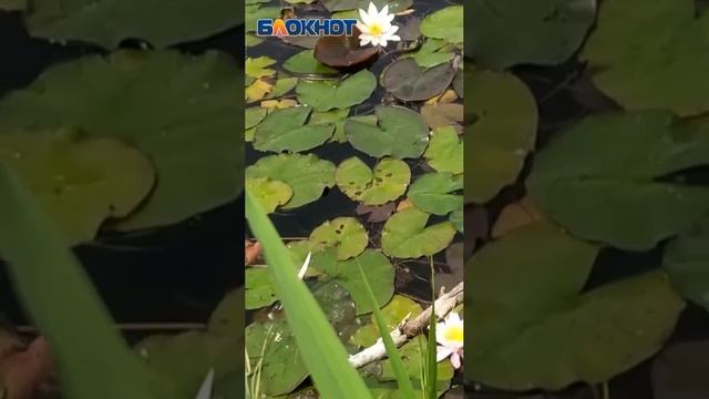 Кувшинки на городском ставке